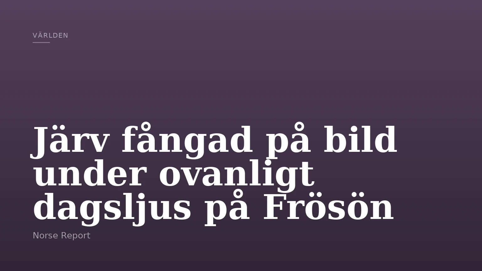 Järv fångad på bild under ovanligt dagsljus på Frösön